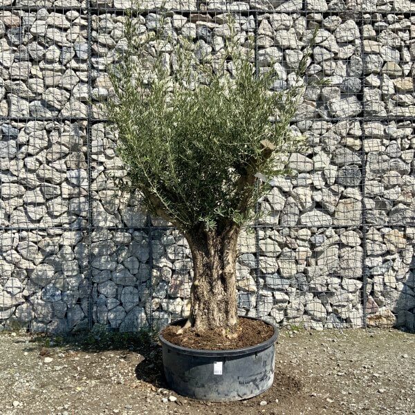 Gnarled Olive Tree (Ancient) Thick Multi Stem Extra Large G508 - ABA5E363 3810 4E63 BAA8 18811D06F594 scaled