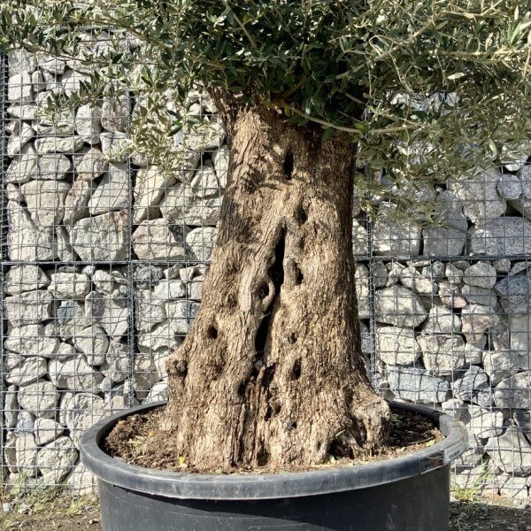 Gnarled Olive Tree XXL (Ancient) G751 - ACF10A65 0B6E 4054 9E9A 7EC0E39DE798 1 105 c