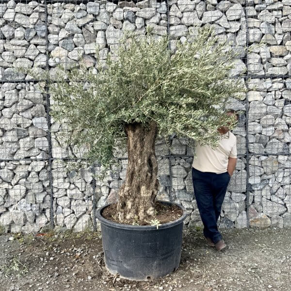 Gnarled Olive Tree XXL (Ancient) G762 - AE5BCB8C F3F4 4BC9 BDB9 C24BB6E84E77 1 105 c