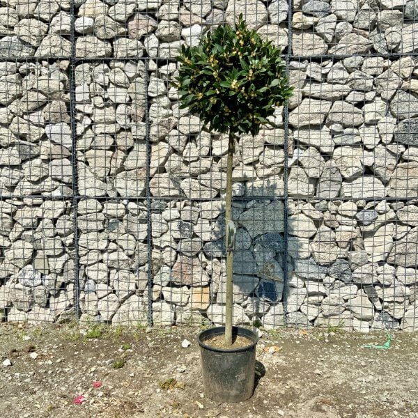 Laurus Nobilis - Bay Tree Thick 1.90 - 2M - AE5E730B 5542 42A9 8298 E94B1E4CC357 1 105 c