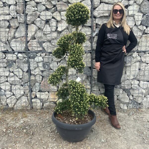 Ilex Crenata Kinme Cloud Tree G855 - AEDDDD1F C955 4592 8102 58EC8C66A30E scaled