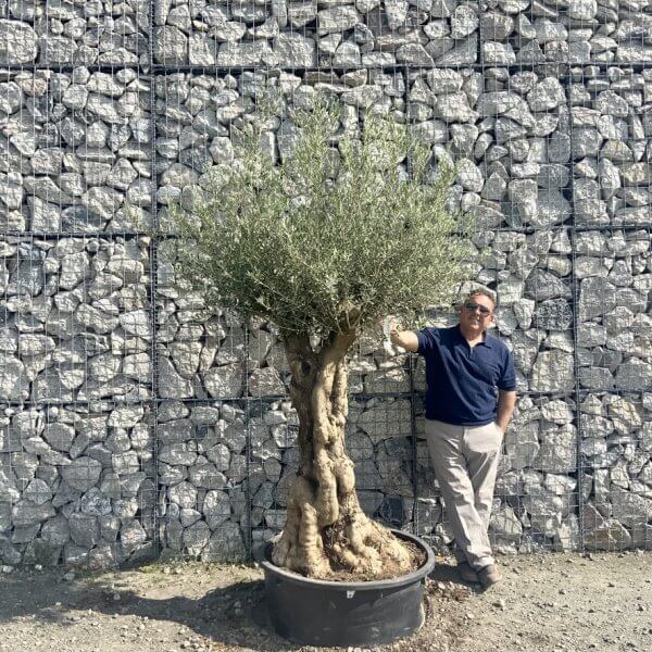 Gnarled Olive Tree Multi Stem Low Bowl XXL (Turtle) G589 - B36E84C8 72A1 4889 8FCB 158D749310C8 1 105 c