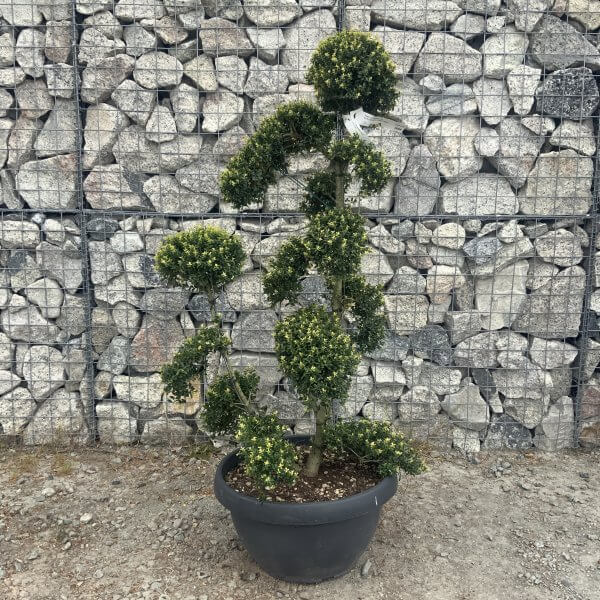 Ilex Crenata Kinme Cloud Tree G844 - BD82FB35 57AF 4735 8C8F 94FAE7EF6349 scaled