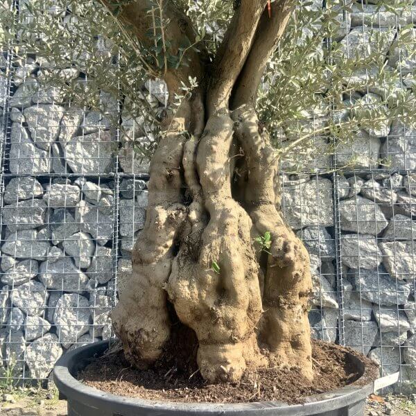 Gnarled Olive Tree Multi Stem Low Bowl XXL (Turtle) G574 - C87D134D 8B8E 44D3 8019 07E1B985A05A scaled
