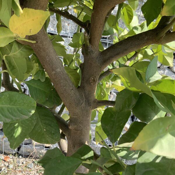 Citrus Lemon Tree Extra Large G832 - C88C9C96 4CCE 4E91 8944 A26863A63338 1 105 c