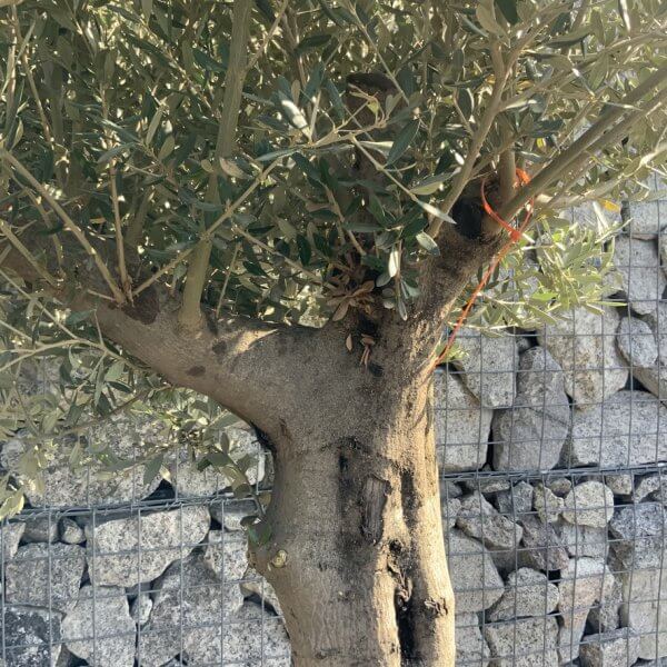 Tuscan Olive Tree (Chunky Trunk Multi Stem) XXL G597 - C971B1F1 93A7 4AC6 AFCF 93E3B196C29C 1 105 c