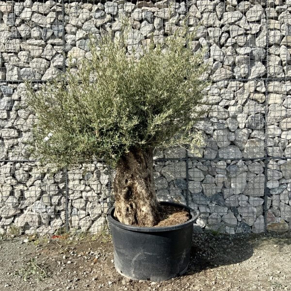 Gnarled Olive Tree XXL (Ancient) G755 - CA9CC516 8A84 4412 B768 20B77CCE571D 1 105 c