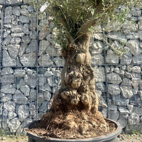 Gnarled Olive Tree Multi Stem Low Bowl XXL (Turtle) G567 - CF8A78C1 B962 45DB 98A9 218D865BE568 scaled