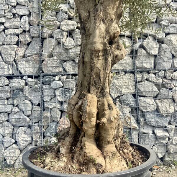 Gnarled Olive Tree Multi Stem Low Bowl XXL (Turtle) G591 - D0CC9B38 4057 4D92 BD5D 63FDC94F1BB5 1 105 c