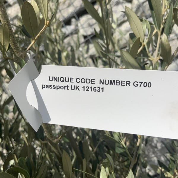 Tuscan Olive Tree (Chunky Trunk Multi Stem) XXL G700 - D3AB2297 7967 4703 ADAD B9612806D729 1 105 c