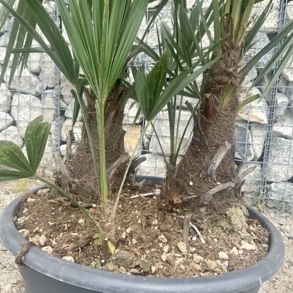 Trachycarpus Fortunei (Chusan palm) Trio Bowl - D402C64B 54A8 4AD3 AB92 D775404BF851 scaled
