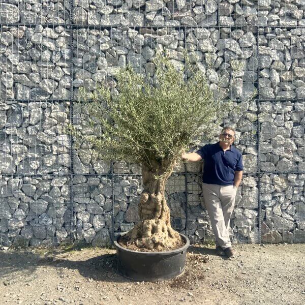 Gnarled Olive Tree Multi Stem Low Bowl XXL (Turtle) G575 - D9C5C5B7 923F 4401 8D28 9F76106C5B67 scaled