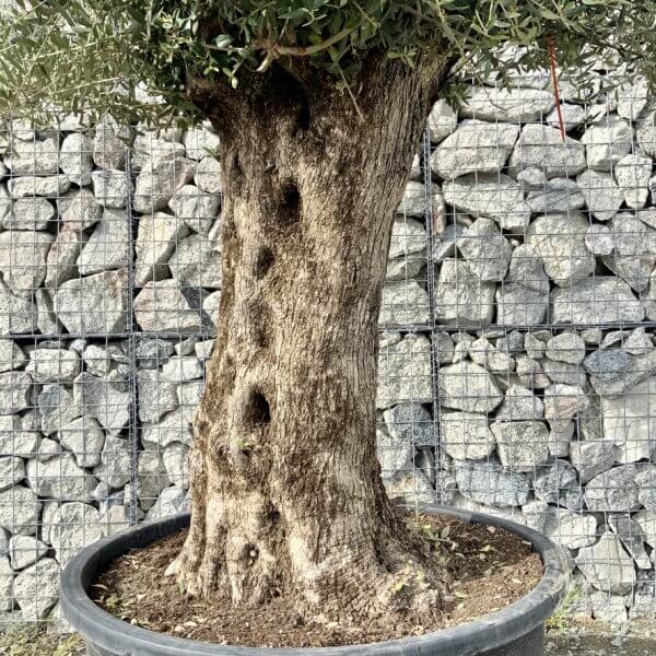 Gnarled Olive Tree XXL (Ancient) G764 - DA0B8F84 58AA 4F75 9392 4BF53C28A227 1 105 c