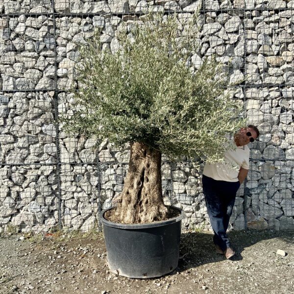 Gnarled Olive Tree XXL (Ancient) G751 - DBC0BD46 BA97 4295 9049 449D13876C88 1 105 c