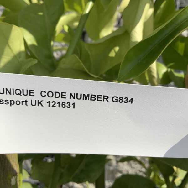 Citrus Lemon Tree Extra Large G834 - DED5165B 8975 408B 8D63 D1EACCDE0918 1 105 c