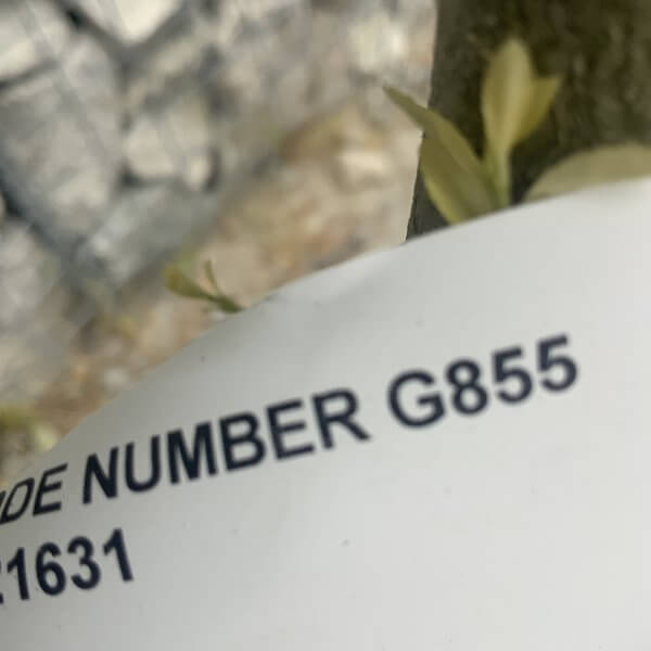Ilex Crenata Kinme Cloud Tree G855 - DF55C551 A921 405B 830A CC876A13AA8E scaled
