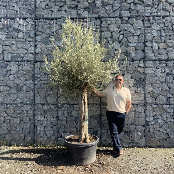 Tuscan Olive Tree (Chunky Trunk Multi Stem) XXL G597 - E0D53D53 F0A8 44A8 9250 3A44BA7432CF 1 105 c