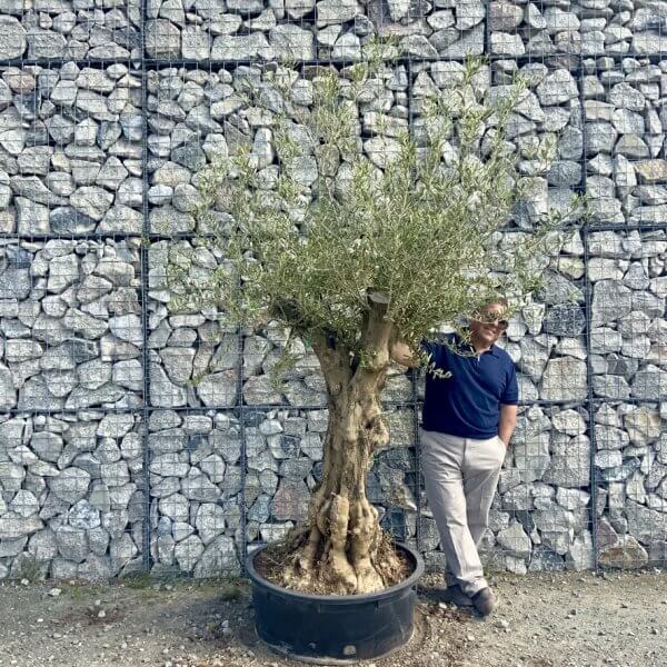 Gnarled Olive Tree Multi Stem Low Bowl XXL (Turtle) G591 - E1C3A927 FDC9 4BF7 B52A FD988E38984E 1 105 c