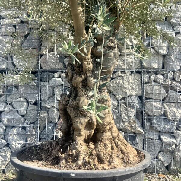 Gnarled Olive Tree Multi Stem Low Bowl XXL (Turtle) G572 - E56F44D0 DB60 439D 9A89 A96CFB2BBED8 scaled