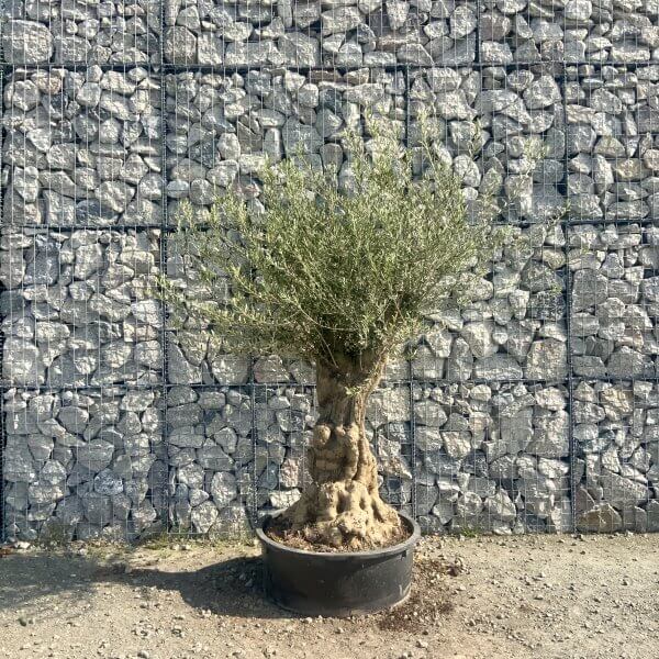 Gnarled Olive Tree Multi Stem Low Bowl XXL (Turtle) G575 - E9729985 ECD2 455D AF28 4F70ABD8F21F scaled