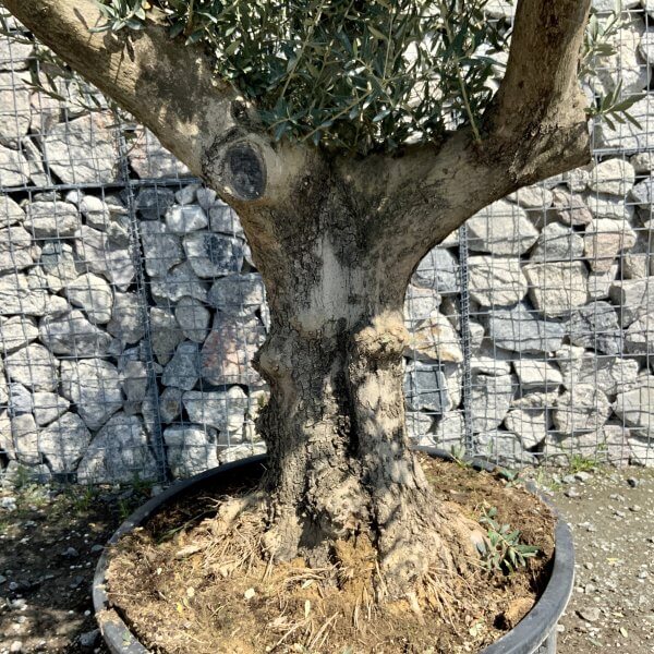 Gnarled Olive Tree (Ancient) Thick Multi Stem Extra Large G506 - EE1E3155 F0DC 4B0D 9CF9 CD8701565359 scaled