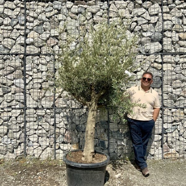 Tuscan Olive Tree (Chunky Trunk Multi Stem) XXL G700 - F2CFE3FB CD21 499B AAA0 A51A23BBD9C2 1 105 c