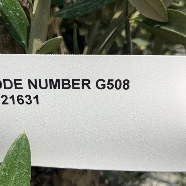 Gnarled Olive Tree (Ancient) Thick Multi Stem Extra Large G508 - F63E10F8 6D27 40C1 8903 ED72DF864FD2 scaled
