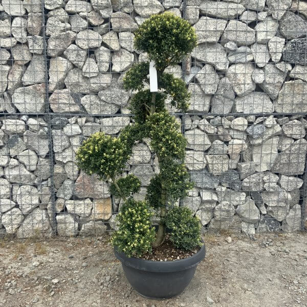 Ilex Crenata Kinme Cloud Tree G846 - FF900B64 B212 4416 992A 7CA94A95D042 scaled