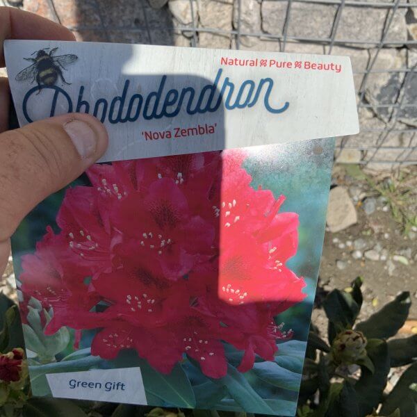 Rhododendrons (Green Gift) Colour - 'Nova Zembla' (Medium) - IMG 5455 scaled