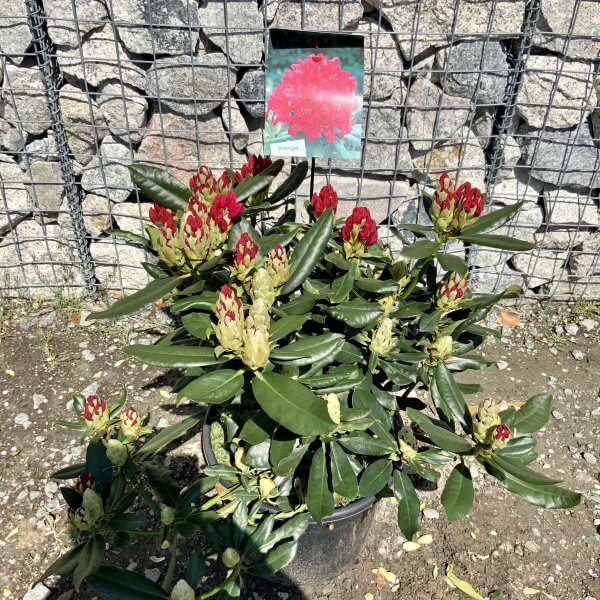 Rhododendrons (Green Gift) Colour - 'Nova Zembla' (Medium) - IMG 5457 scaled