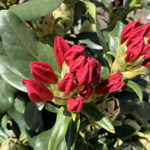 Rhododendrons (Green Gift) Colour - 'Nova Zembla' (Medium) - IMG 5458 scaled