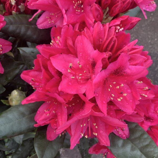 Rhododendrons (Green Gift) Colour - 'Nova Zembla' (Medium) - IMG 5765 1 scaled