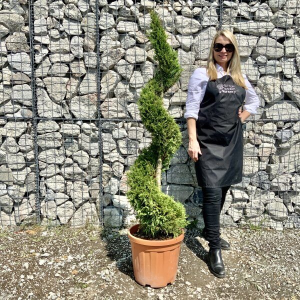 Castlewellan Gold Spiral (Cupressocyparis Leylandi) 1.60 M