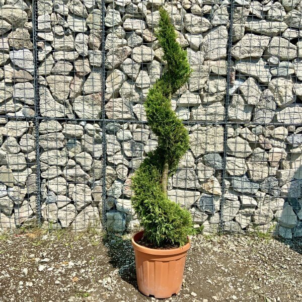 Castlewellan Gold Spiral (Cupressocyparis Leylandi) 1.60 M - Image 2