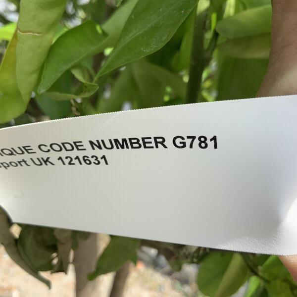 Citrus Manderin Tree Extra Large G781 - IMG 6544 scaled