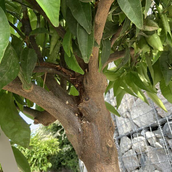 Citrus Manderin Tree Extra Large G784 - IMG 6560 scaled