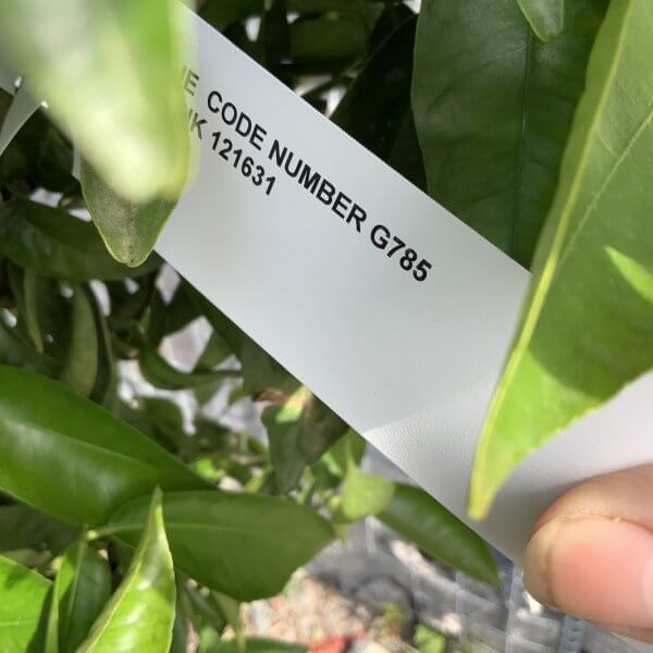 Citrus Manderin Tree Extra Large G785 - IMG 6561 scaled