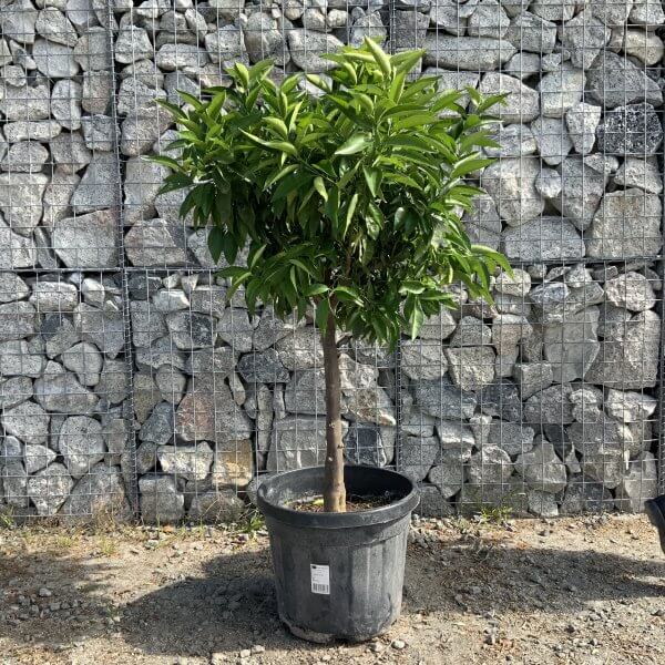 Citrus Manderin Tree Extra Large G785 - IMG 6563 scaled
