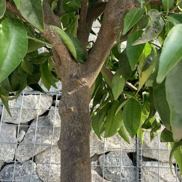 Citrus Manderin Tree Extra Large G785 - IMG 6564 scaled
