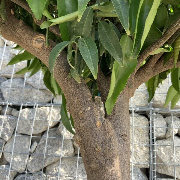 Citrus Manderin Tree Extra Large G795 - IMG 6605 scaled