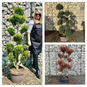 Topiary Cloud Trees