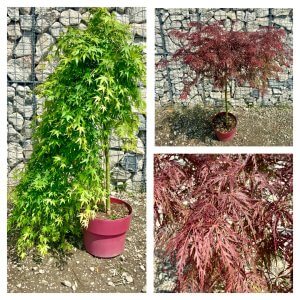 Acers