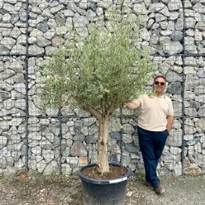 Tuscan Olive Tree (Chunky Trunk Multi Stem) XXL