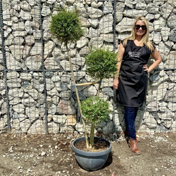 Ligustrum Delavayanum Trio Pom Poms G919 - 046970F5 43EC 4BE6 90E9 2292DA764385 scaled