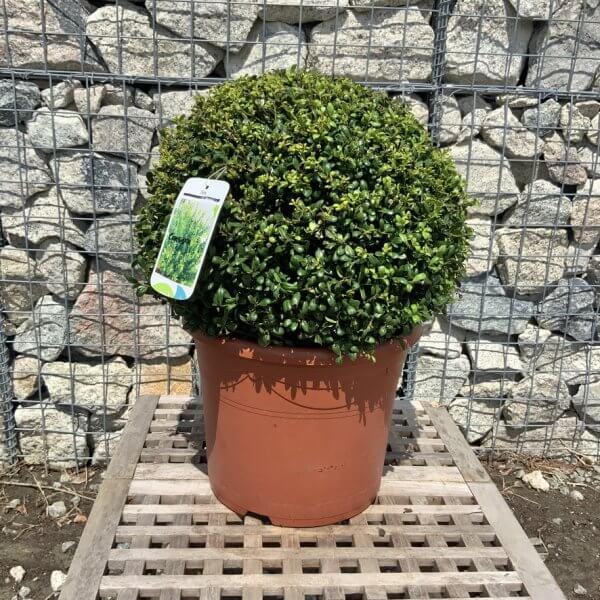 Ilex Crenata Ball 38cm + - 04BB8A0F 6A97 4916 BB7B 2F2E69C7011E 1 105 c