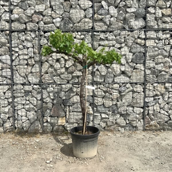 Grape Vine (Vitis Aledo) Gnarled Trunk Large G892 (deciduous) - 07DA024C 14C3 413B 8FDA 0732940FDAE9 1 105 c