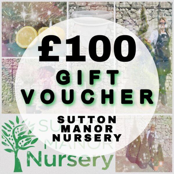 £100 Gift Voucher (Sutton Manor Nursery) - 100