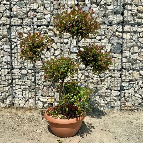 Photinia Nana (Little Red Robin) Pom Pom G903 ) - 159979F9 161F 46B5 A7F9 73E49B7F9DD4 scaled