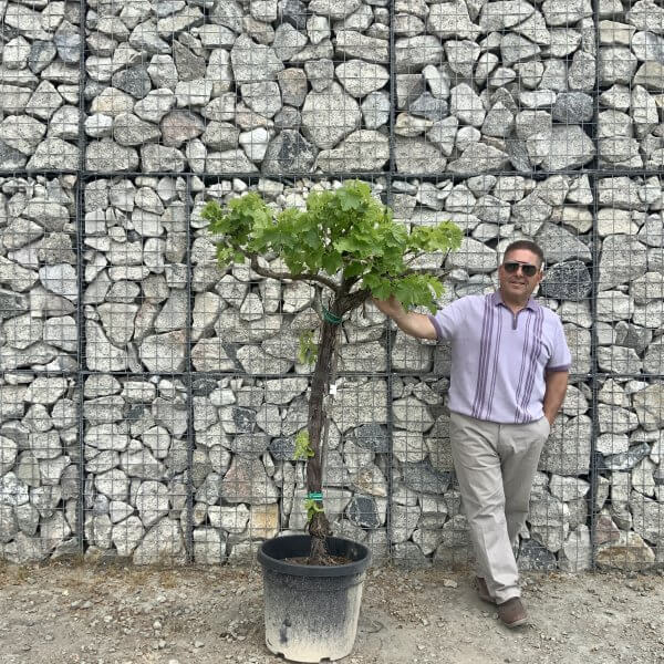 Grape Vine (Vitis Aledo) Gnarled Trunk Large G882 (deciduous) - 15EED7A3 144D 444D 83DC 2D60F7F7490A scaled