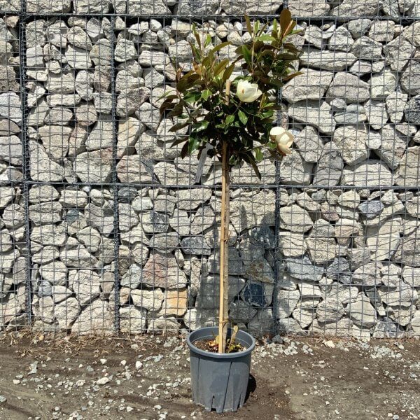 Magnolia Little Gem Half Standard (Grandiflora - Galissoniensis) - 1B7B1258 8E6A 42EE B1A7 3702B1075E4D 1 105 c